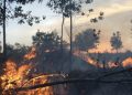 Gambar Bareskrim Polri usut tuntas pelaku karhutla