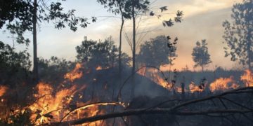 Gambar Bareskrim Polri usut tuntas pelaku karhutla