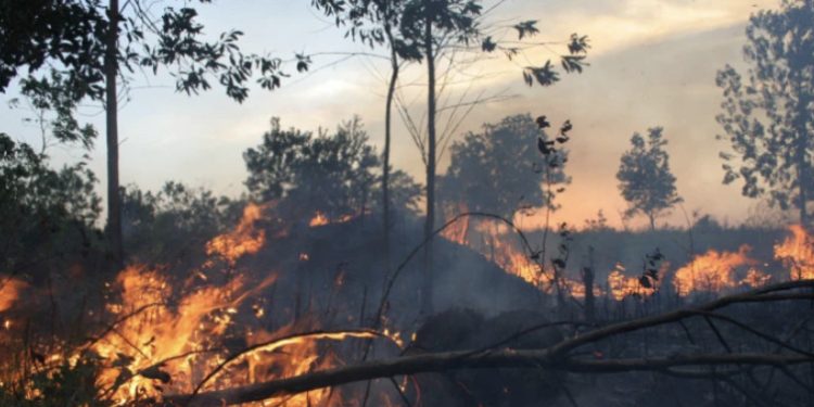 Gambar Bareskrim Polri usut tuntas pelaku karhutla
